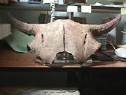 Female Bison skull cap