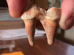 cavebear pre-molars 