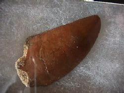 dinosaur tooth