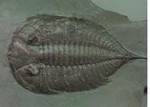 trilobite