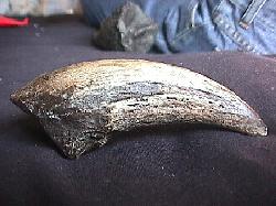 Gorgosaurus Claw