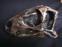 Oreodont Mercycoidodont Skull