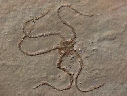 Brittlestar