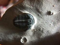 trilobite