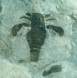 eurypterid