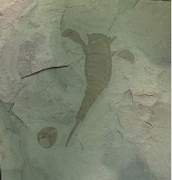 eurypterid