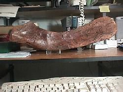 Edmontosaur scapula