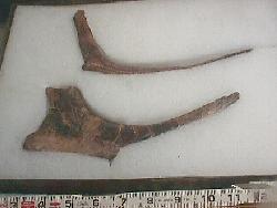 Edmontosaurus annectus  ribs