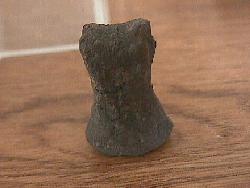 Allosaur Toe Bone