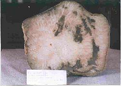 favosites