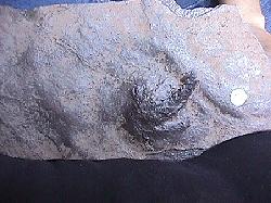 dinosaur track plate