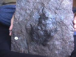 dinosaur track plate