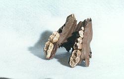 juvenile bear jaw