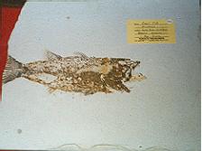 mioplosus