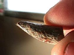 dinosaur tooth 