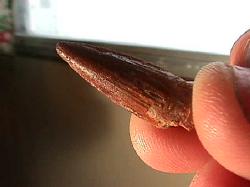 dinosaur tooth 