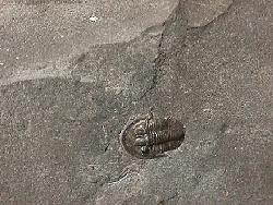 Radnoria sp 