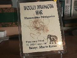 Mammoth hair