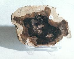 petrified wood